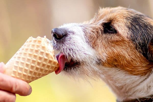 Ice cream for my dog