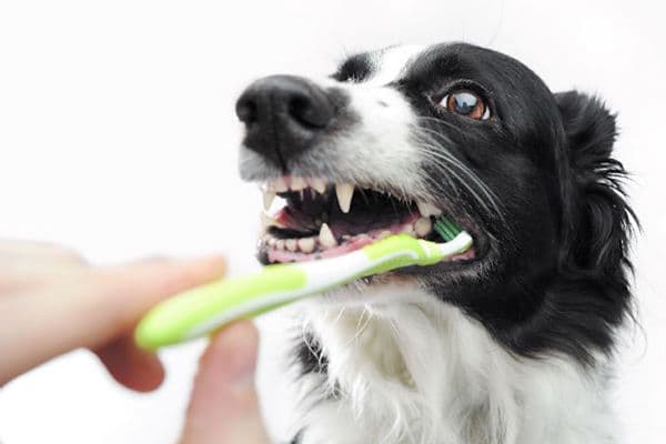 Dental Cleanings for pets